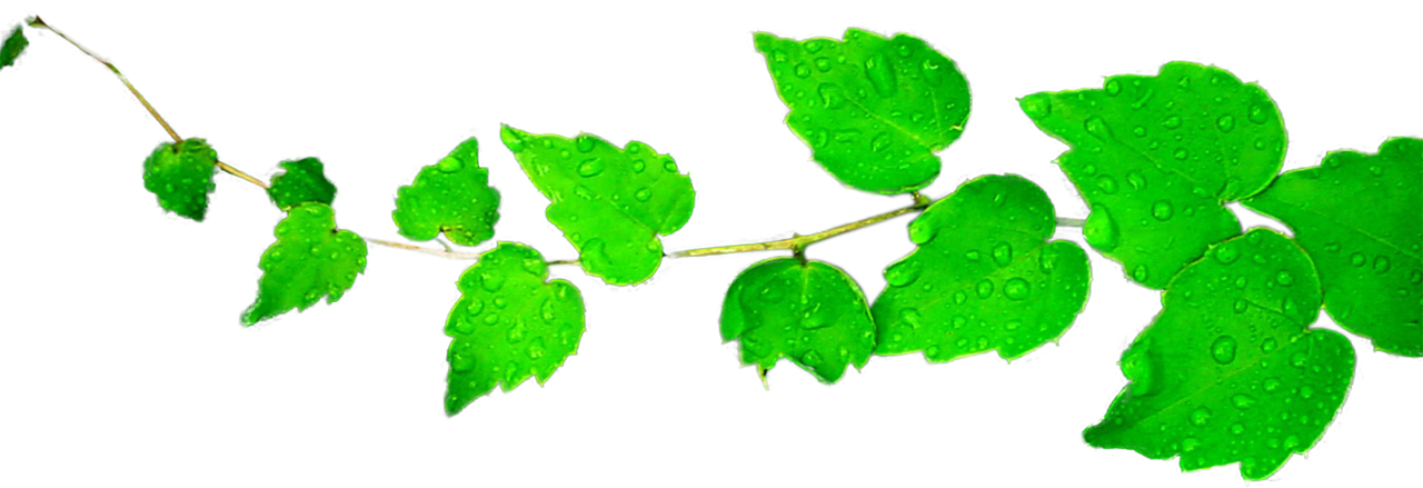 Leaves Clipart PNG by BrielleFantasy ClipartLook.com 