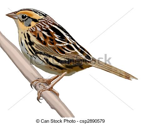 ... LeContes Sparrow - Lecontes Sparrow - Ammodramus leconteii