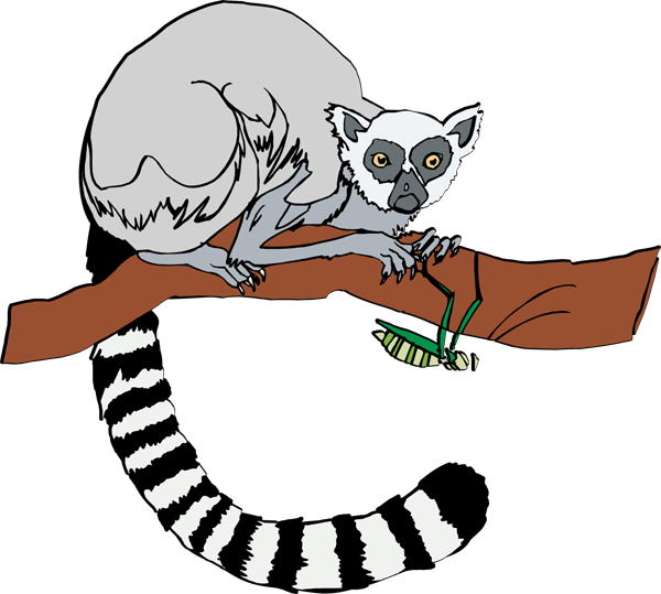 Lemur Clip Art - Lemur Clipart
