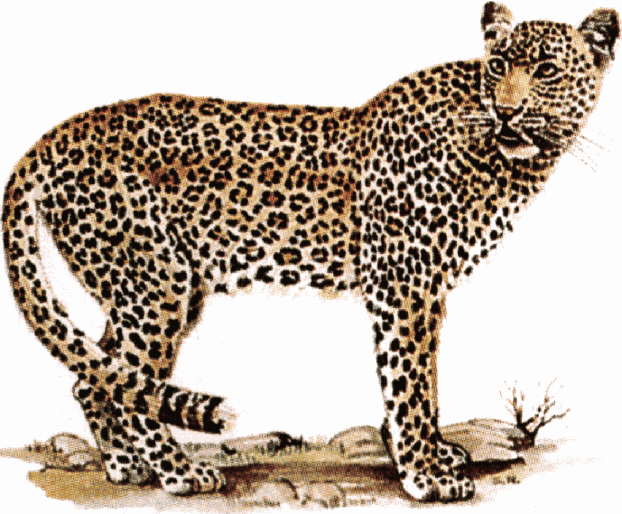 Leopard clip art. Leopard