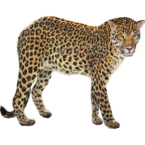 Leopard clipart graphics