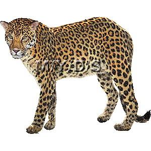 Leopard Picture Medium - Leopard Clip Art