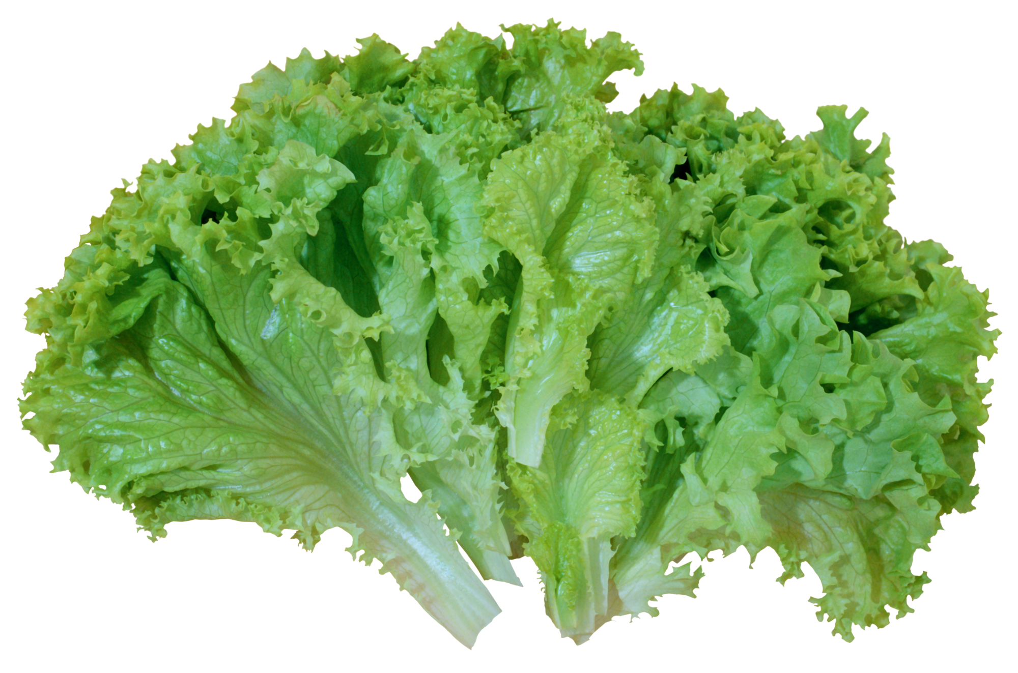 Lettuce free download clip art on clipart library