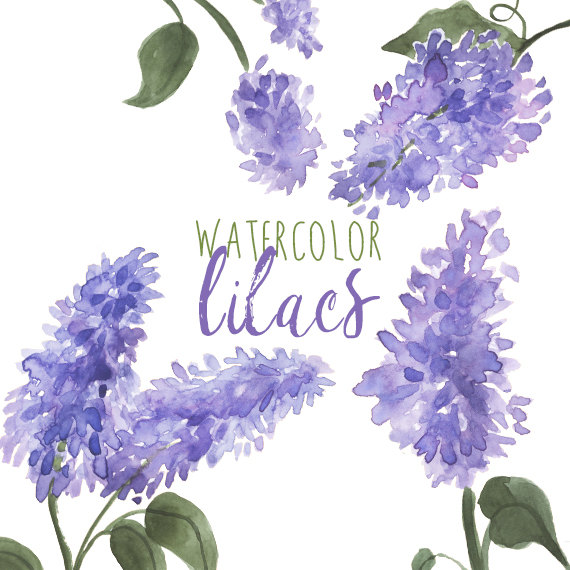 Lilac Clipart-Clipartlook.com-570