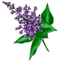 Lilac Clipart. 1000  image .