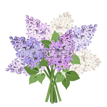 Bouquet of purple and white lilac flowers. Vector illustration.