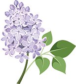 Branch of lilac flowers. Vect - Lilac Clipart