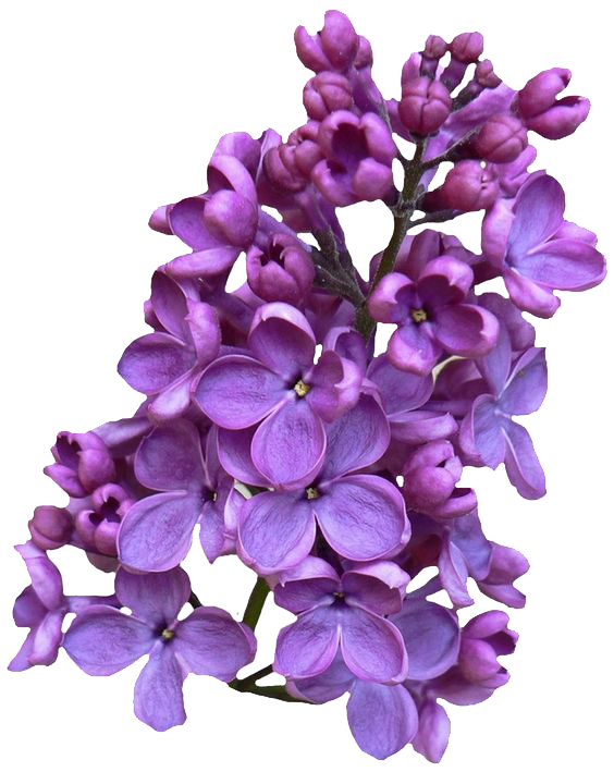 Download PNG image - Lilac Clipart 457