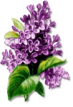 Branch of lilac flowers. Vect