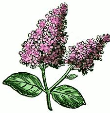 Branch of lilac flowers. Vect