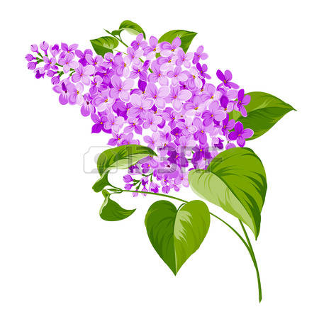 Lilac Bloom Clip Art