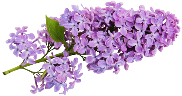 Transparent Lilac Clipart - Lilac Clipart