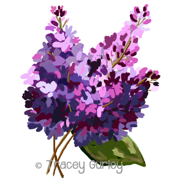 ????zoom - Lilac Clipart
