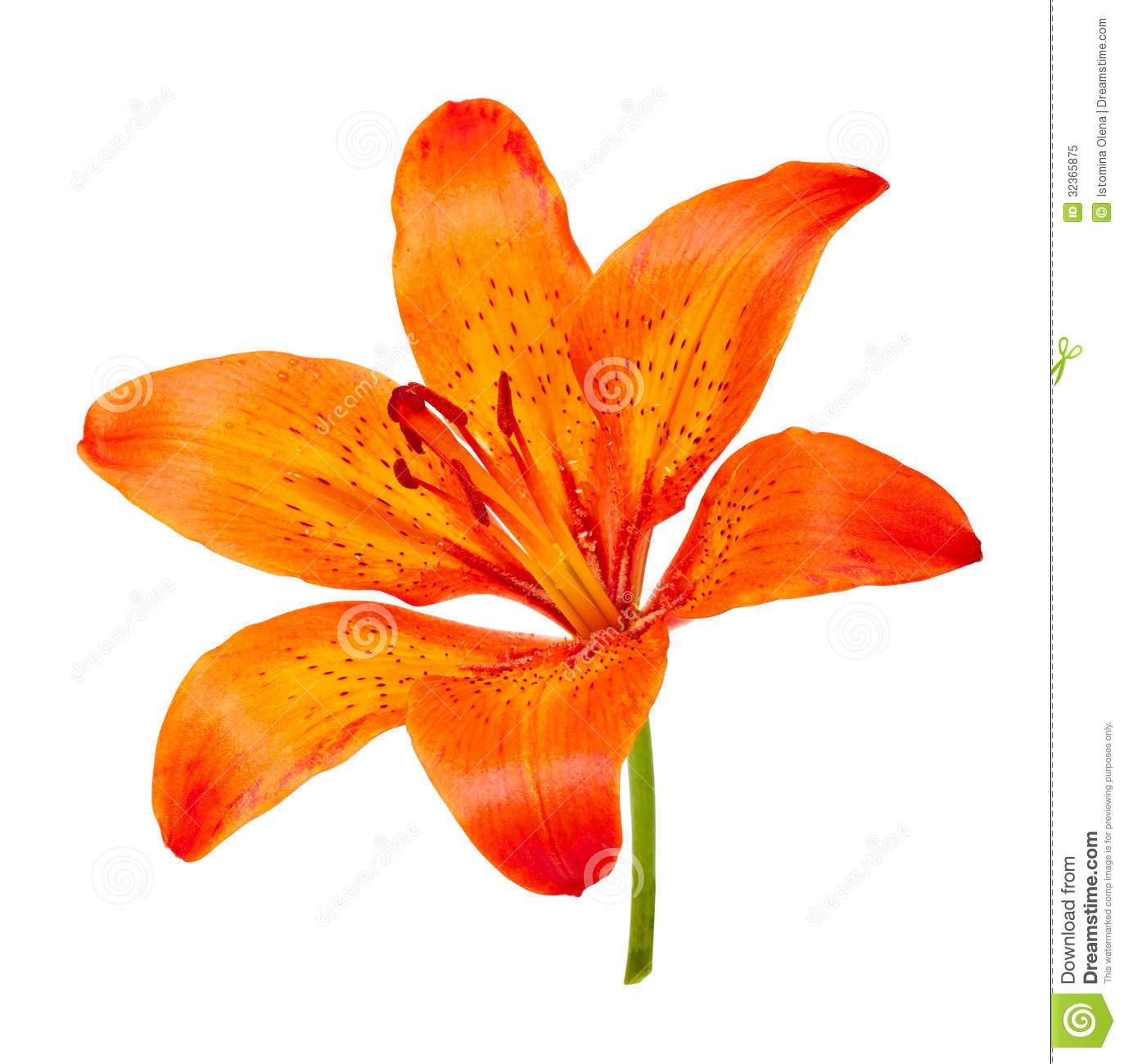 Free download Orange Tiger Lily Clipart for your creation.