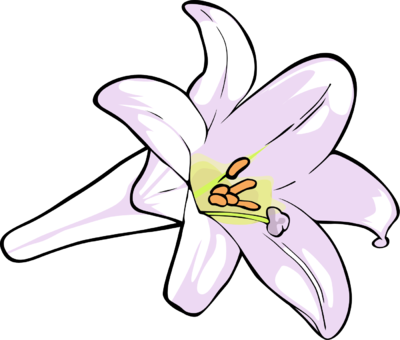 Lily clipart illustration