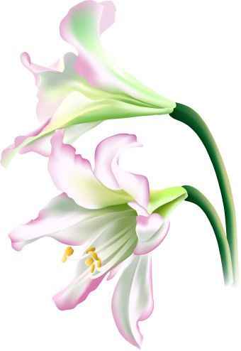 lily clipart | Lily Flower clip art