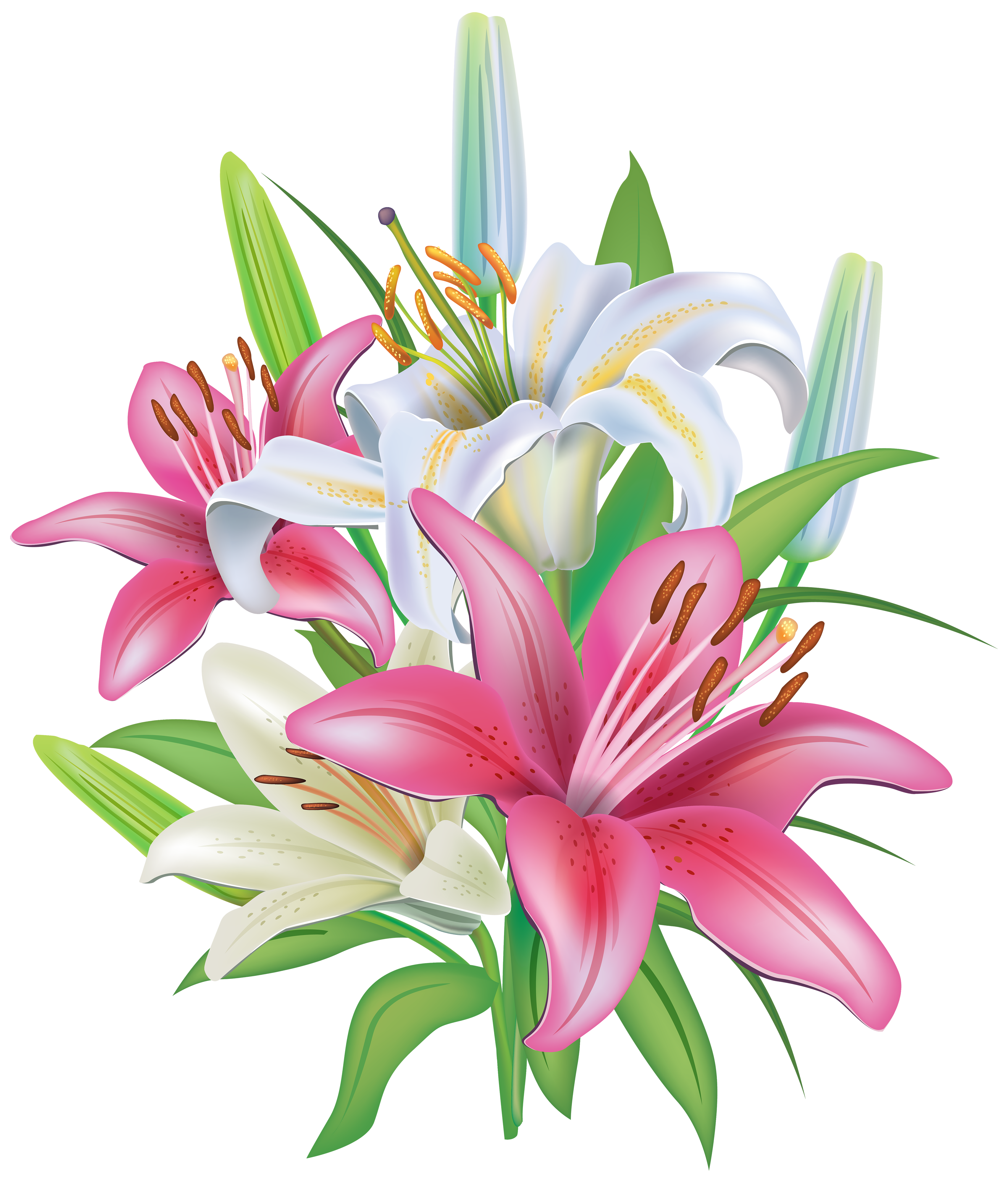 Pink lilies clipart #6