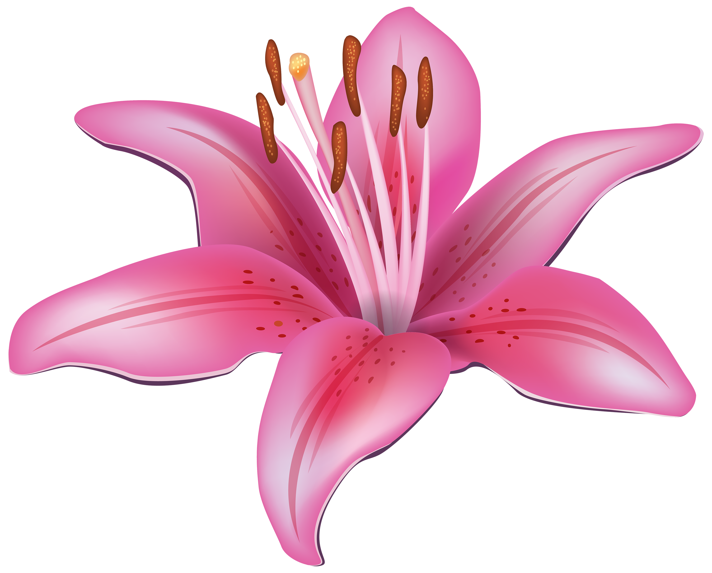 Lily free flower clipart image