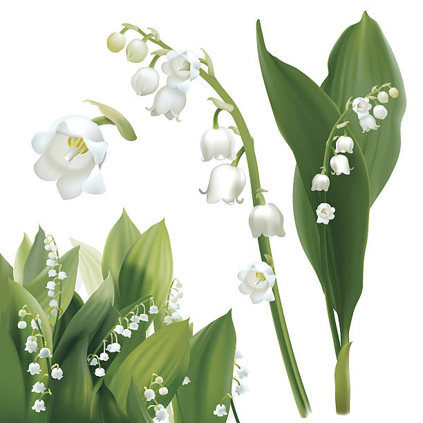 Lily Of The Valley Clipart-Cl
