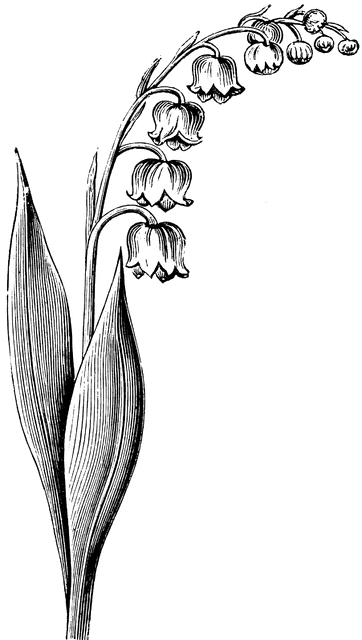 Flowering Stem of the Lily of - Lily Of The Valley Clipart