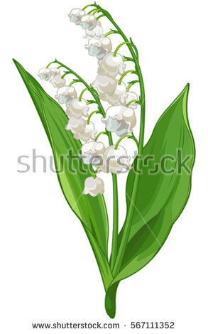 Illustration of Convallaria lily of the valley