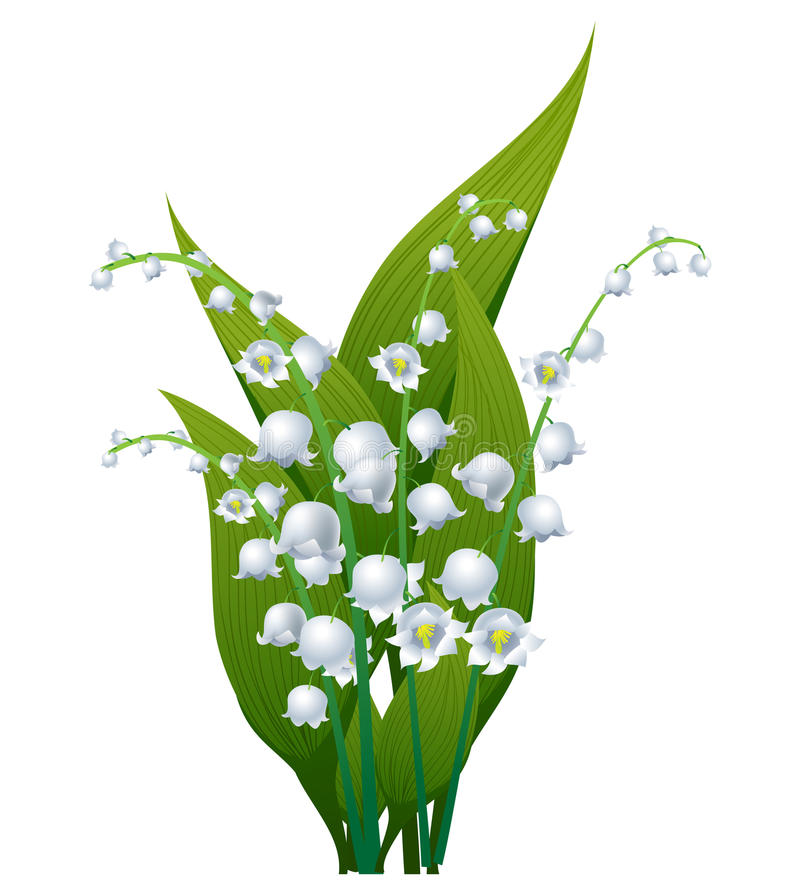 Clipart - Lily of the valley.