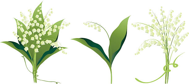Lily of the valley flowers variations vector art illustration
