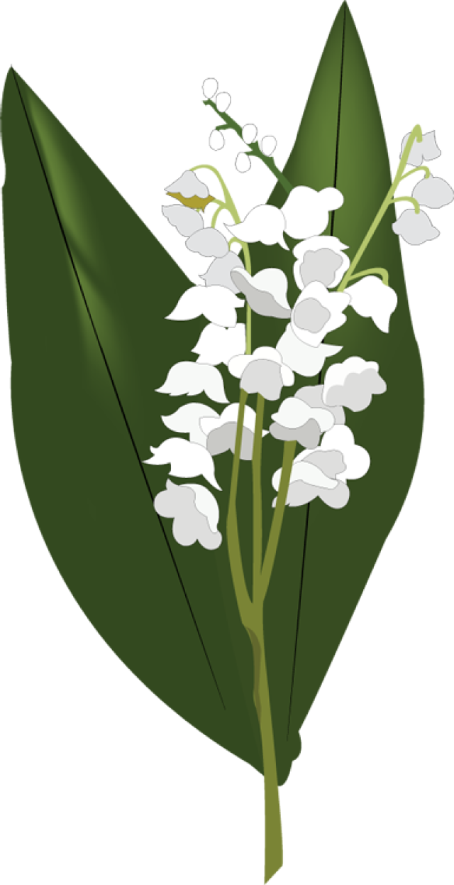 Lily of The Valley PNG HD - Lily Of The Valley Clipart