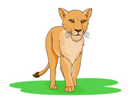Side View Lioness Clipart
