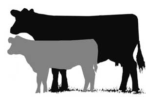 Livestock Show Clip Art Beef Cow Longevity Series Set
