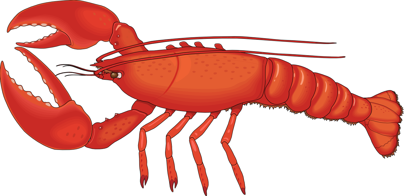 Lobster clip art free clipart - Clipart Lobster