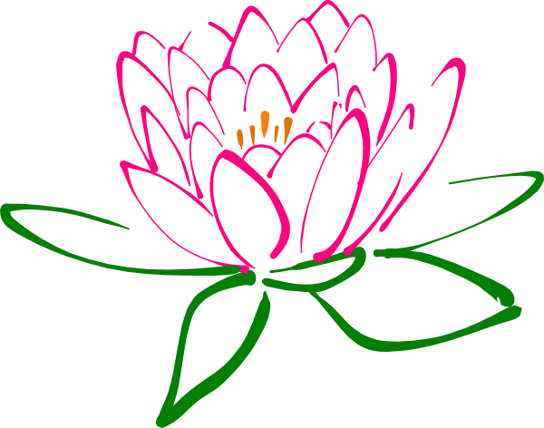 Beautiful blooming pink lotus