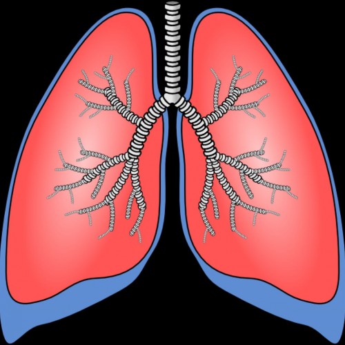 Lungs cartoon clipart - ClipartFest