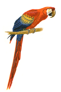 Macaw Clipart - ClipArt Best - Macaw Clipart