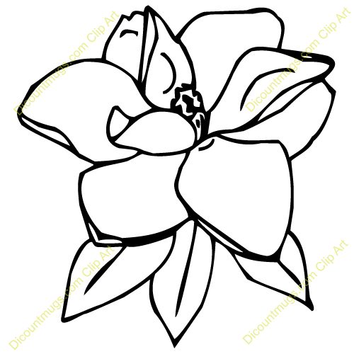 Magnolia Flower Clip Art