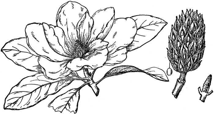 Magnolia Flower Clipart 3 Best Clip Art Blog