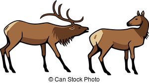 ... Male and Female Elk - vector illustration two elk, a male.