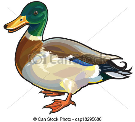 ... mallard wild duck male,side view picture isolated on white... ...