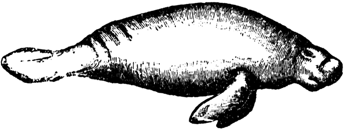 Manatee Clip Art | Clipart library - Free Clipart Images