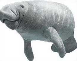 ... Manatee Clipart - Free Cl