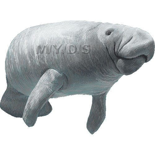 Manatee, Sea Cow clipart picture / Large