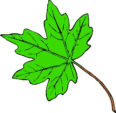maple-leaf - Free Clip Art Leaves