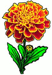 marigold flower - Marigold Clipart