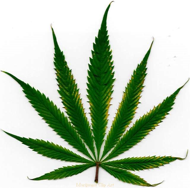 Marijuana Leaf Jpg - Weed Clip Art