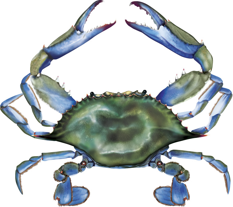 Maryland Blue Crab Clip Art