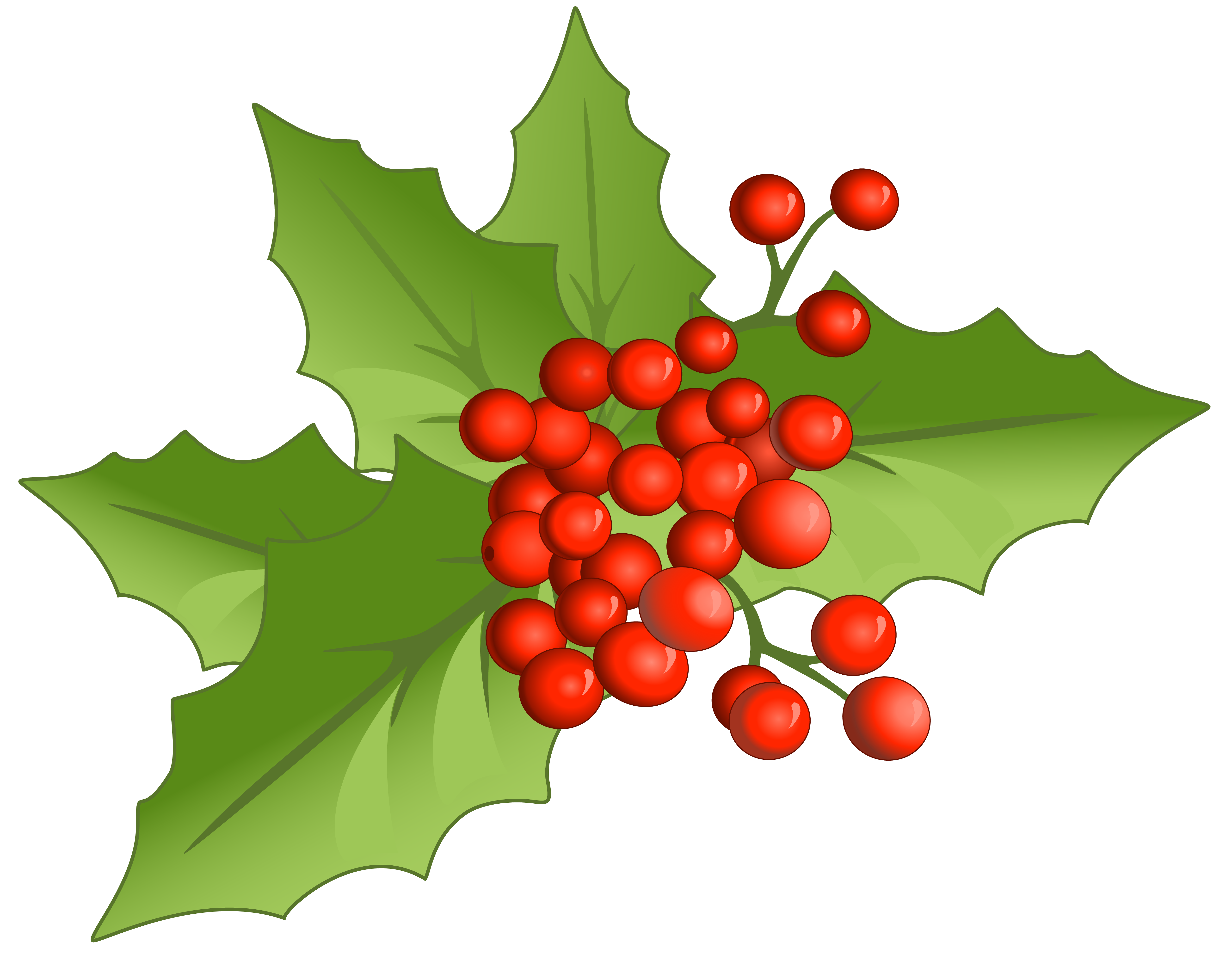 holly with dark green leaves