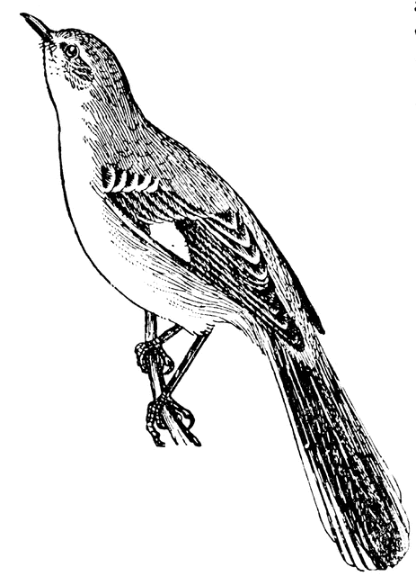 Mockingbird Clipart Etc - Mockingbird Clipart