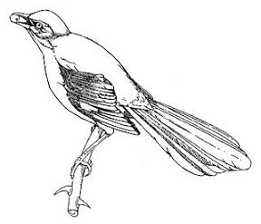 Mockingbird - Mockingbird Clipart