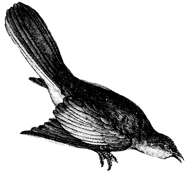 Northern Mockingbird - Mimus 