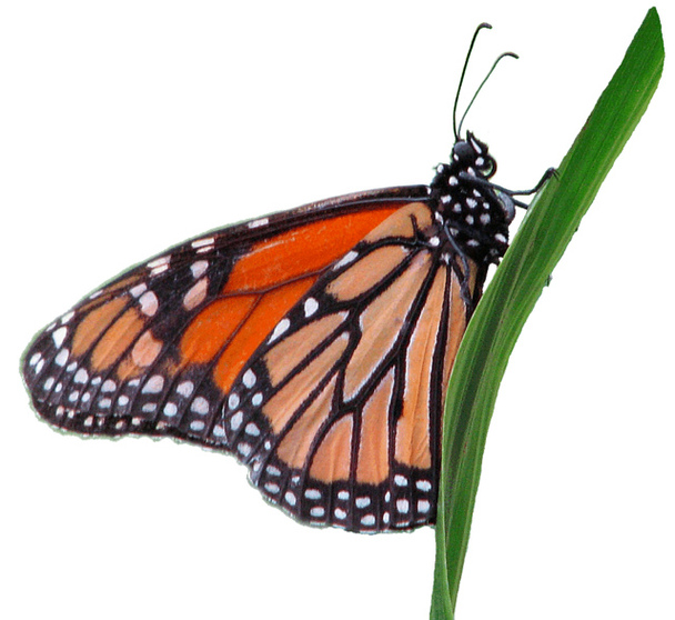 Monarch butterfly clip art cl - Monarch Butterfly Clipart